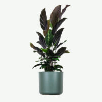 Calathea Rufibarba